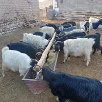 تعداد ۸۵ راس بز و بزغاله جوان و آبستن و درشت