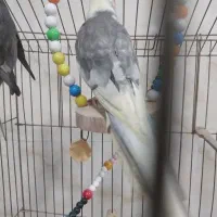 عروس دو عدد نر|پرنده|آستارا, |دیوار