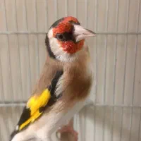 سهره گل بلند دوبر قفل|پرنده|شیراز, تندگویان|دیوار