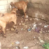 بز  شرط سالم