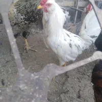 خروس گلین