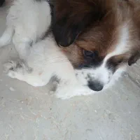 سگ نژاد اشپیتز