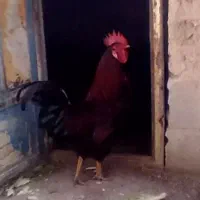 مرغ وخروس محلی