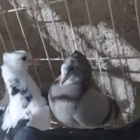 هفت جوجه کبوتر|پرنده|خورموج, |دیوار