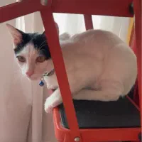 گربه گمشده|حیوانات|رشت, آب و برق|دیوار