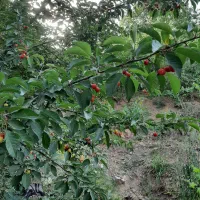 سرکاگر کشاورزی