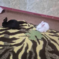 دوتا خرگوش|موش و خرگوش|آذرشهر, |دیوار