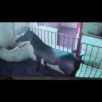 اجاره چهار عدد باکس اسب|اسب و تجهیزات اسبسواری|اصفهان, قهجاورستان|دیوار