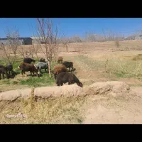 میش افشاری وبره افشاری|حیوانات مزرعه|مهریز, |دیوار