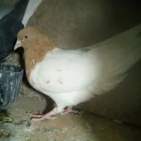 ماده رنگه|پرنده|قائن, |دیوار