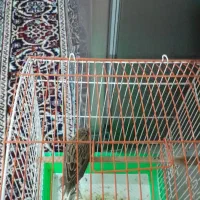 پرنده|پرنده|اردبیل, |دیوار