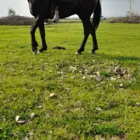 اسب