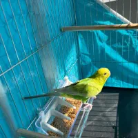 مرغ عشق رینبو جفت