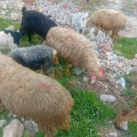 میش بره جوان نر|حیوانات مزرعه|مرودشت, محمد آباد|دیوار