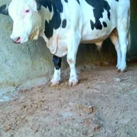 گاو ماده|حیوانات مزرعه|سراوان, |دیوار