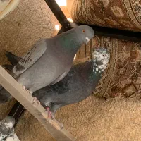 کبوتر فروشی