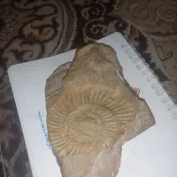 فسیل درجه یک