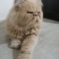 گمشده|حیوانات|بجنورد, |دیوار