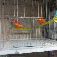 یه جفت قناری رد جفتی قیمت چهارپانصد|پرنده|فارسان, |دیوار