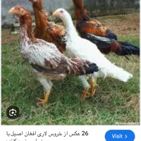 مرغ لاری و جوجه