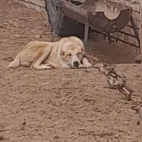 توله ۶ماهه نر