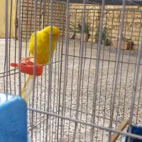 قناری درجه یک کشیده|پرنده|شوش, |دیوار