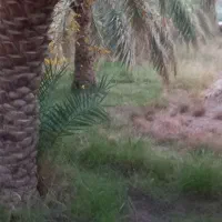 اجاره باغ ۴ساله