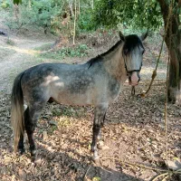 فروش اسب نریان نژاد کاسپین|اسب و تجهیزات اسبسواری|لاهیجان, آهندان|دیوار