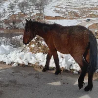 اسب|حیوانات مزرعه|صمصامی, |دیوار