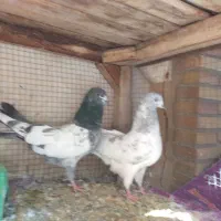 کفتر کله دم سبز و صابونی(الماسی) پرشی|پرنده|فولادشهر, A4|دیوار