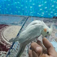 عروس هلنی رام دستی