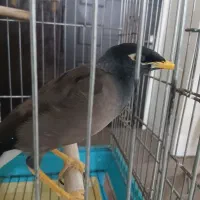 مرغ مینا سخنگو