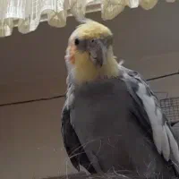 عروس هلندی|حیوانات|ورامین, ورامین|دیوار