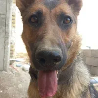 ژرمن گم شده .در  جاده دره مرادبیگ کوچه صداو سیما