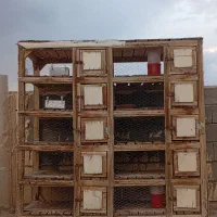 قفس پاجفتی جفت کن