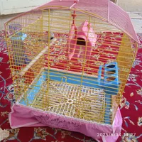 فنچ|پرنده|خمینی‌شهر, |دیوار