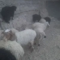 بره وبزغاله وگوسفند وبز|حیوانات مزرعه|زاهدان, |دیوار