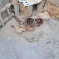 فروش ۵ تا مرغ محلی