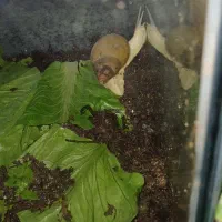 حلزون|خزنده|بندرعباس, |دیوار