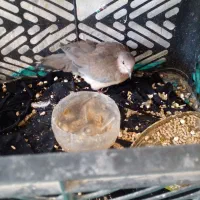 کبوتر خانه ای|پرنده|کرباسک, |دیوار