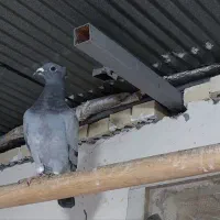 کفتردوبرمسافتی،پلاکی