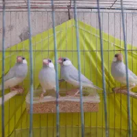فنچ نرگسی سیلور مولد