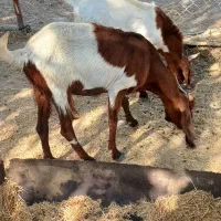 بزو کهره|حیوانات مزرعه|اهرم, |دیوار