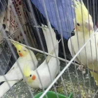 جفت عروس هلندی|پرنده|کرمان, |دیوار