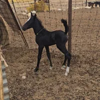 کره اسب مادیان