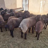 ۱۹راس بره نر افشار همو هترو|حیوانات مزرعه|مرودشت, تخت جمشید|دیوار