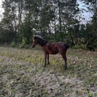 مادیان پنج سال