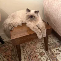 گربه های پرشین هیمالین چشم آبی اقیانوسی