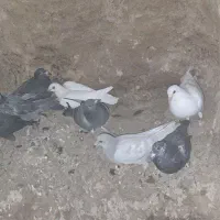 جوجه آلمانی شهرستان جفتی ۴۰۰ مقطوع