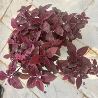 گل طبیعی زیبا وسرحال